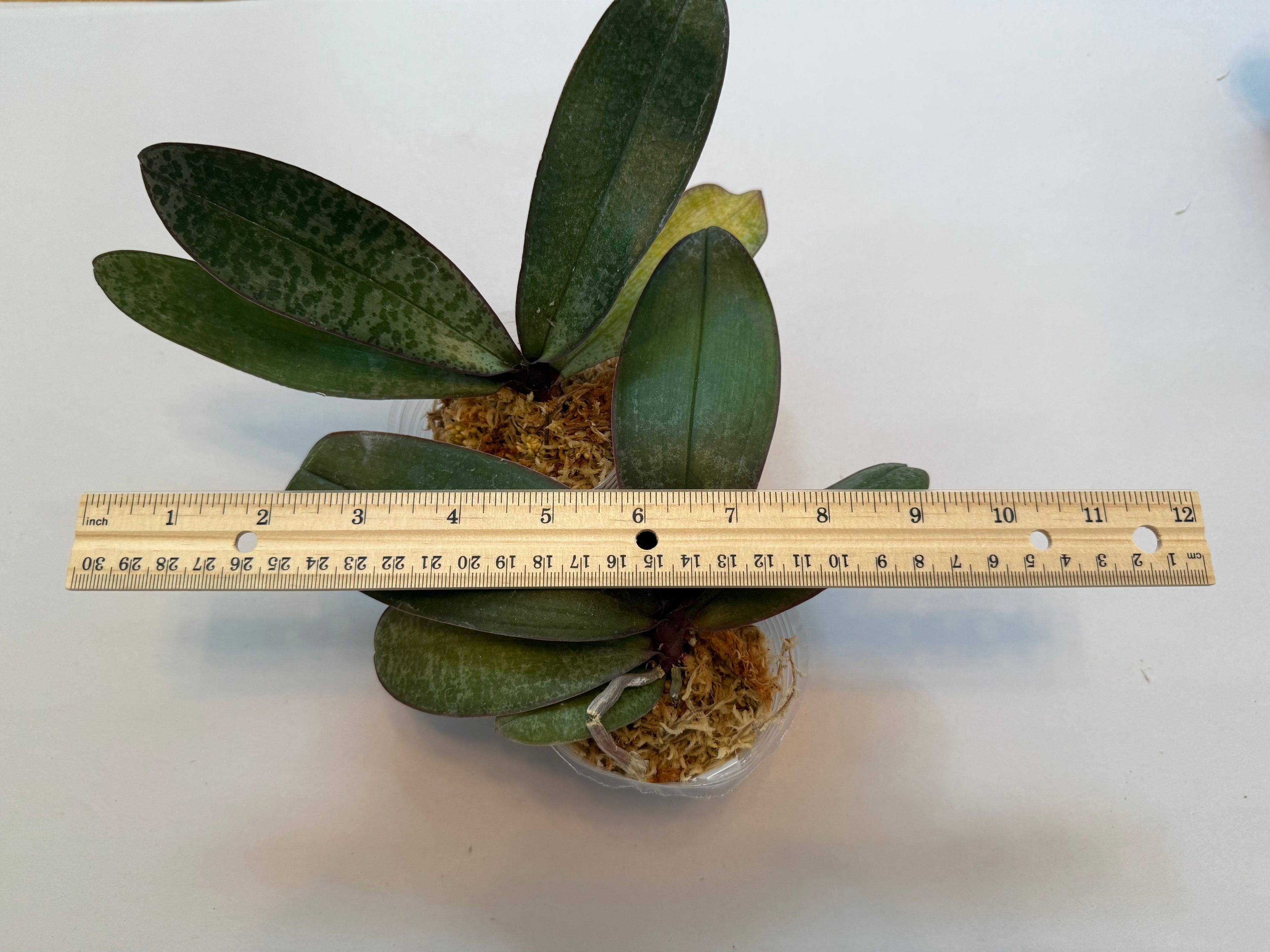 Phalaenopsis philippinensis wild