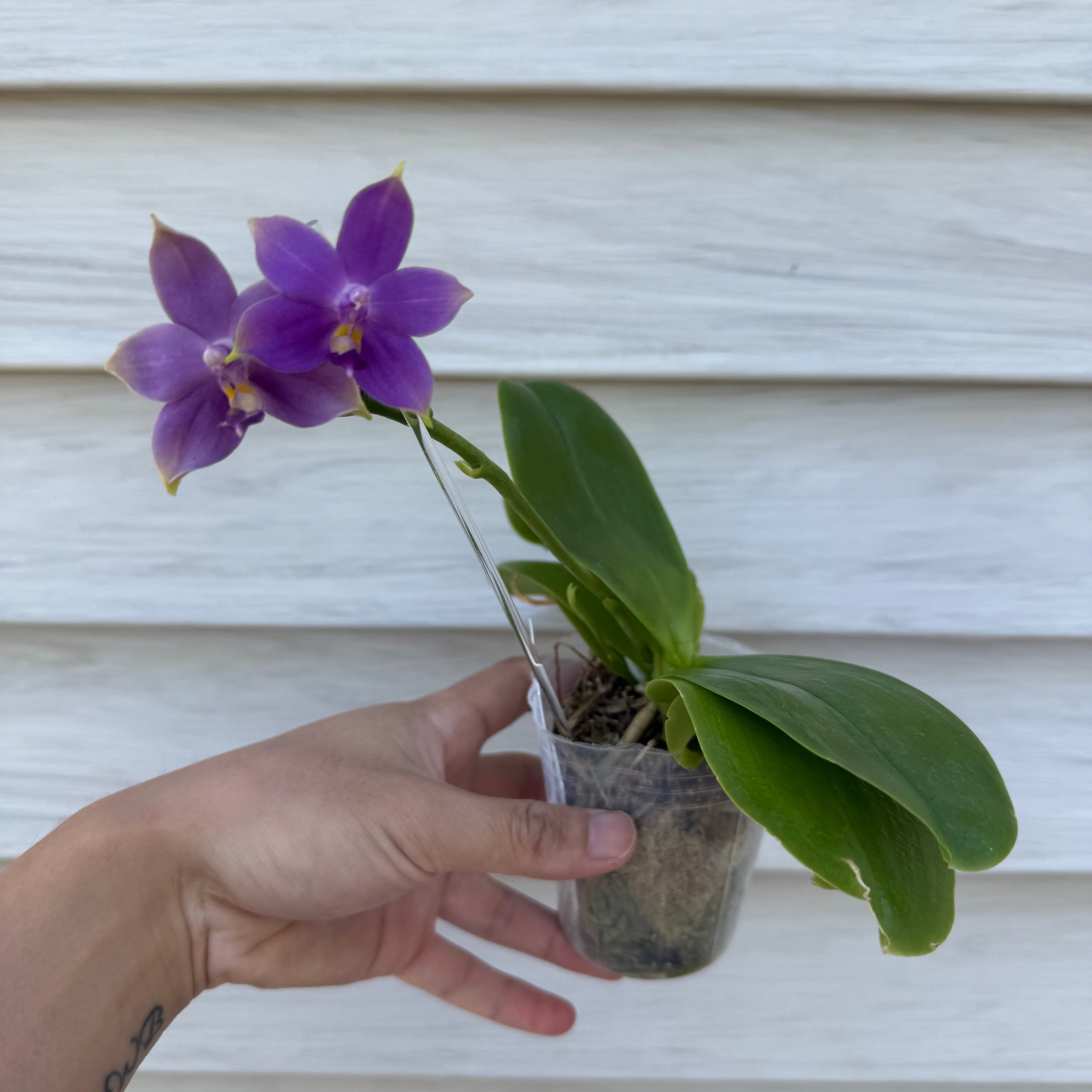 Phalaenopsis (Penang Jewel X (Yaphon Super Jaguar X Samera)) x Yaphon Blue Bird)