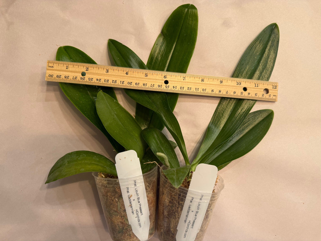 Phalaenopsis (Lioulin Blue Pheasant x lueddemanniana)