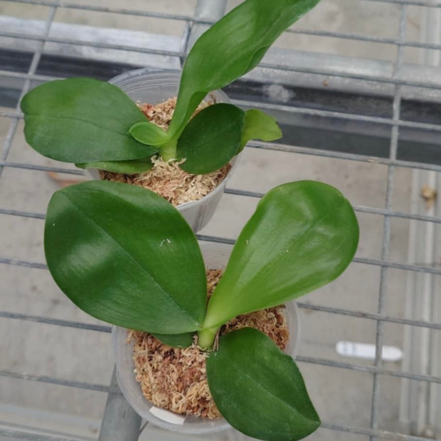 Phalaenopsis Patti Lee 'Lime'