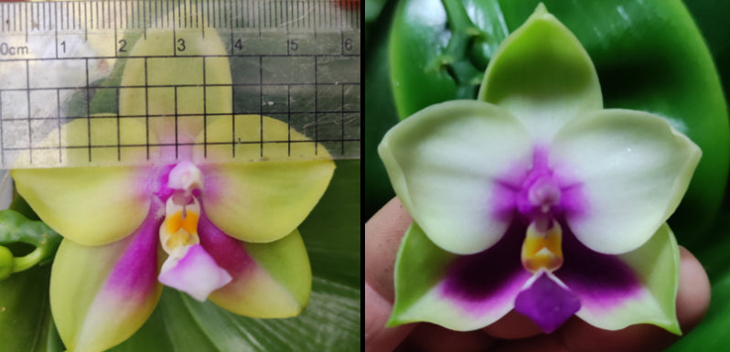 Phalaenopsis BKH2250