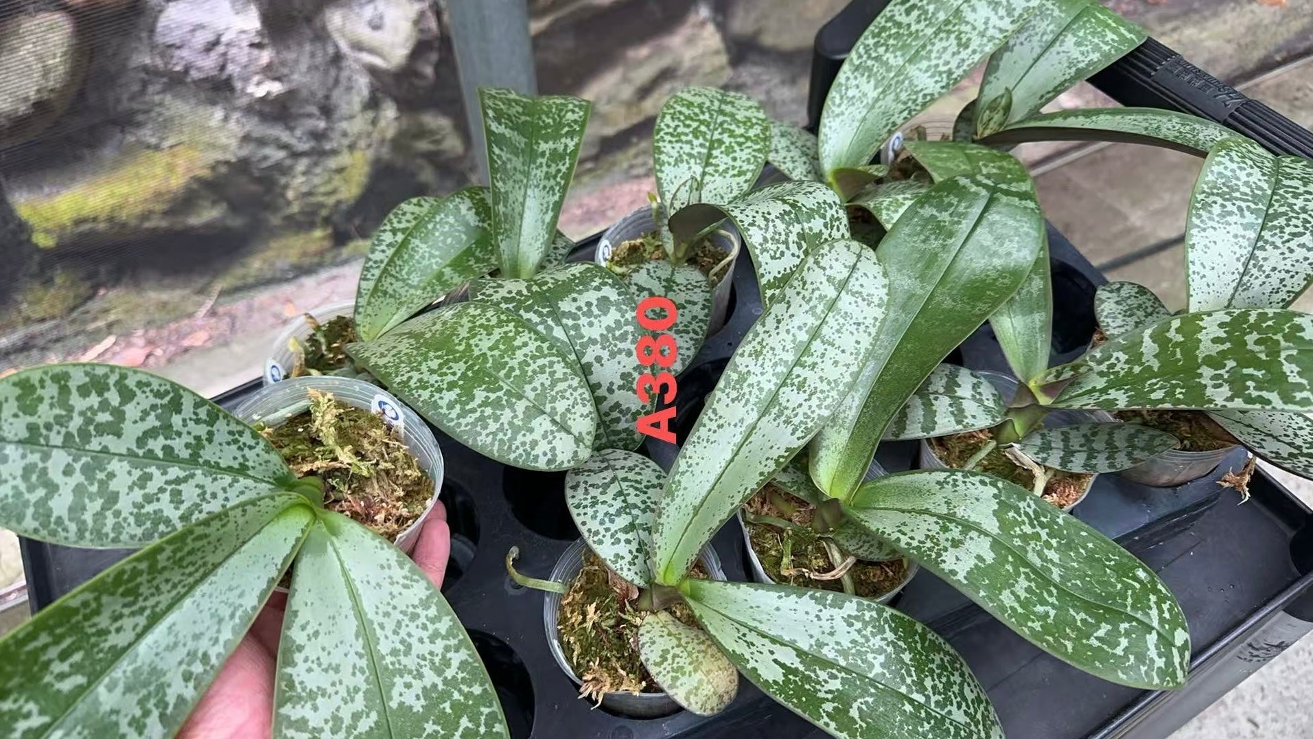 Phalaenopsis (stuartiana ‘米可’ x stuartiana ‘BT’) BTA380