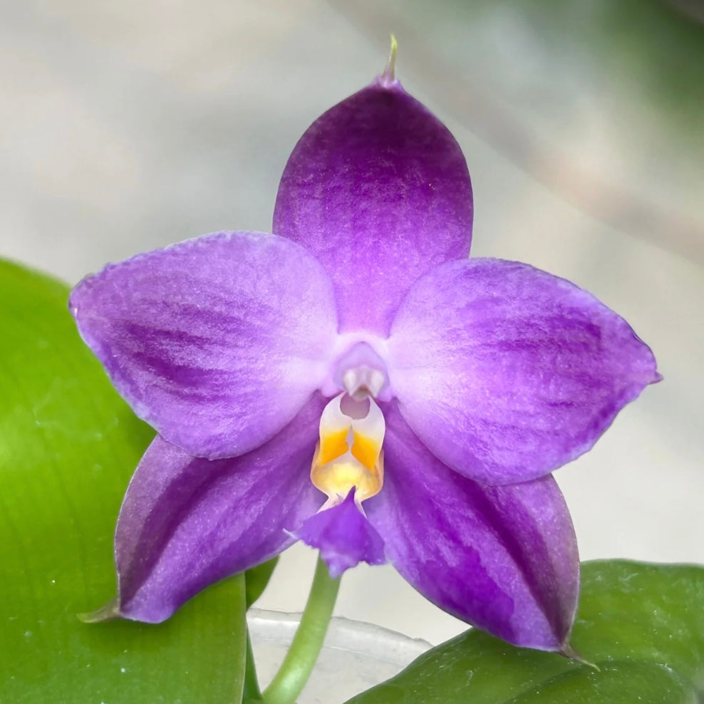 Bangkok Orchid Seedling: Phalaenopsis Hybrid from Bangkok Orchids