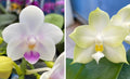 Phalaenopsis (SWR Snowflake X violacea indigo ‘alba’)