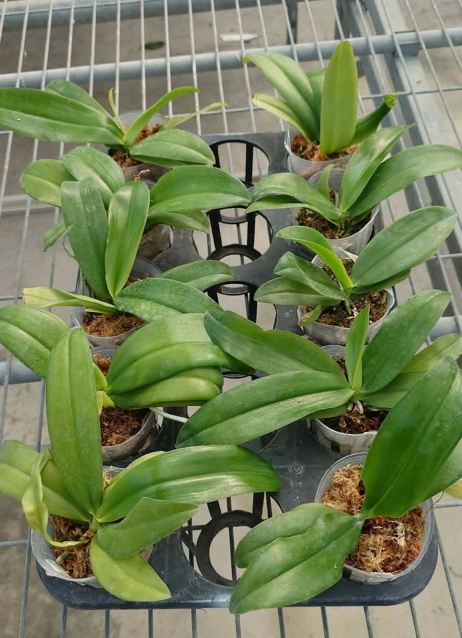 Phalaenopsis zebrina x sib