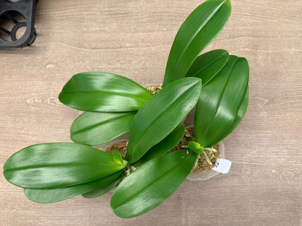 Phalaenopsis amabilis from Palawan BTMA07