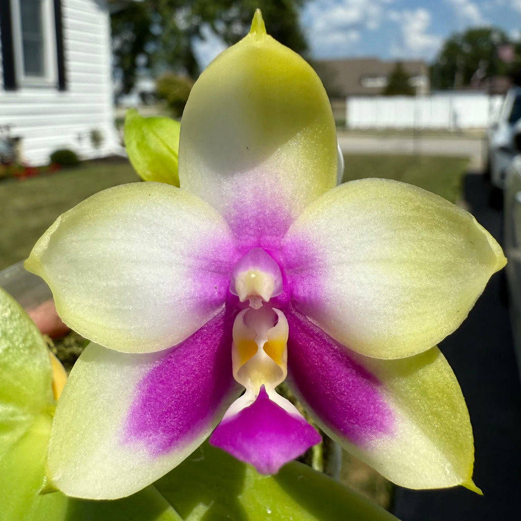 Phalaenopsis BKH2250