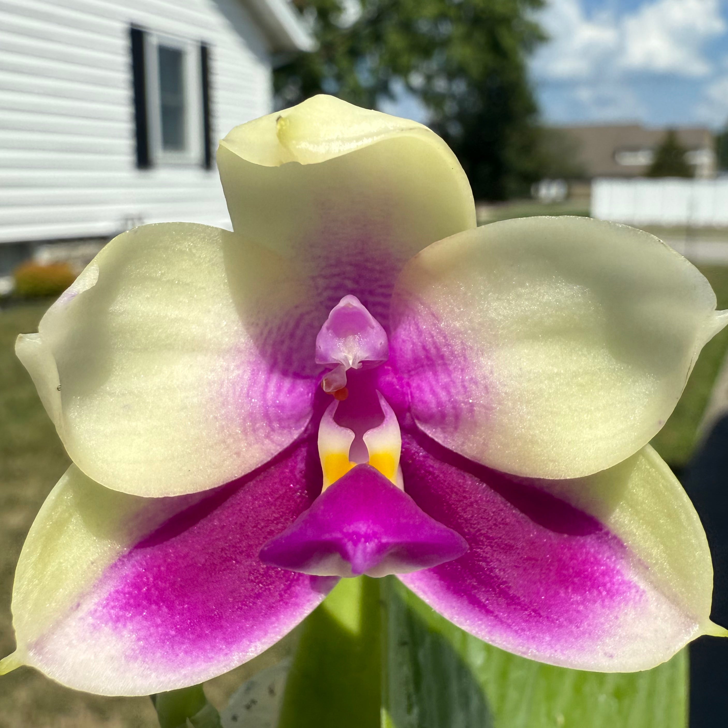 Phalaenopsis BKH2250