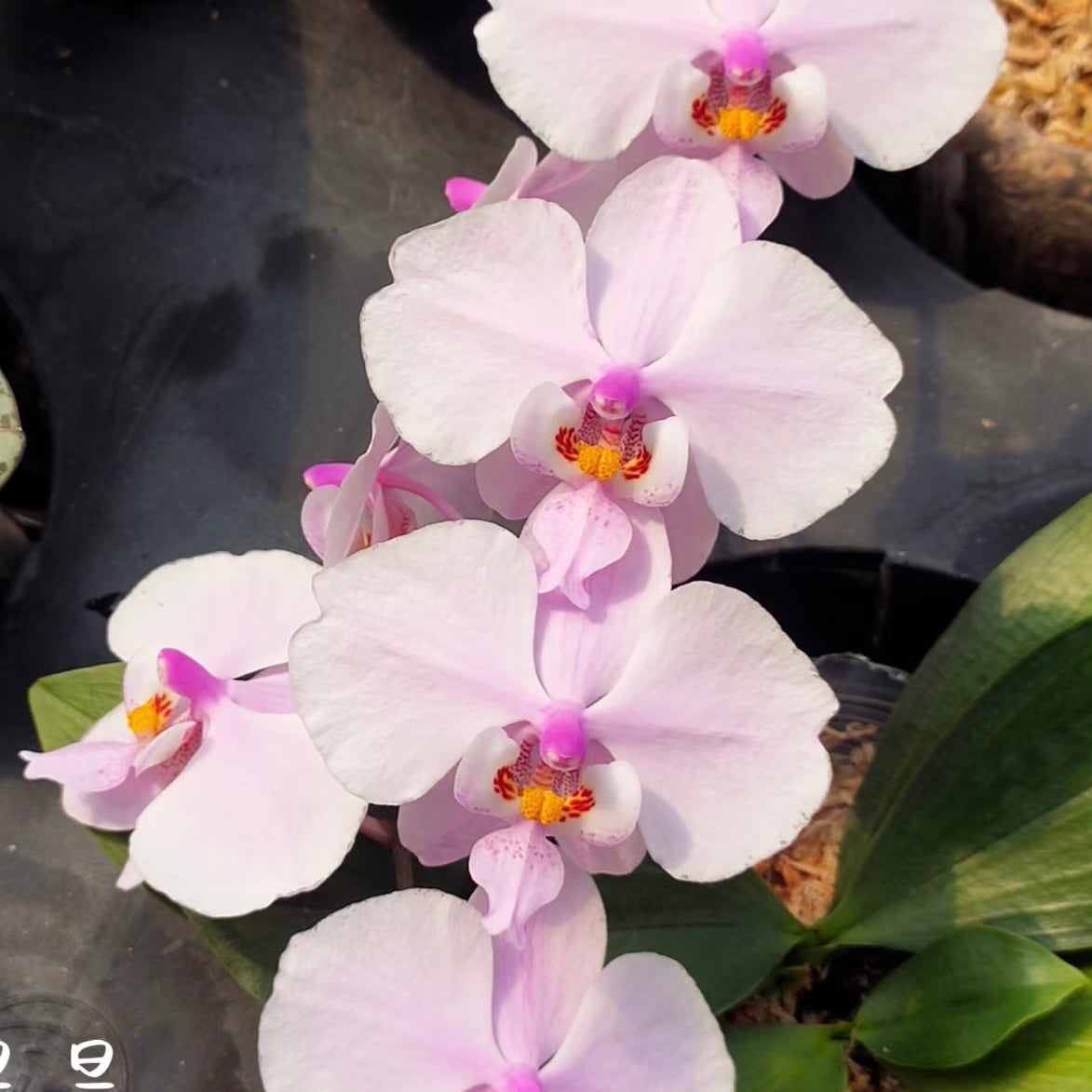 Phalaenopsis (schilleriana ‘Sliver Fox’ x schilleriana ‘Sliver Dragon’) BTS66