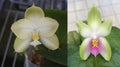 Phalaenopsis (violacea indigo ‘alba’ x bellina ‘pink’)