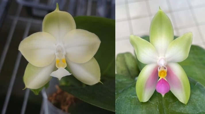 Phalaenopsis (violacea indigo ‘alba’ x bellina ‘pink’)