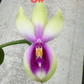 Phalaenopsis bellina Fire Type Select #8