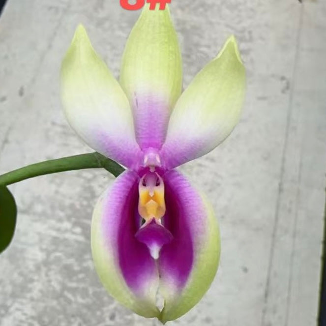 Phalaenopsis bellina Fire Type Select #8