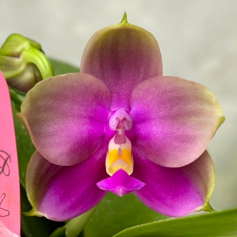 Phalaenopsis ((YangYang Pink Mary X Yaphon Batman) ‘BK#6’ x Yaphon Batman ‘BK's Best’)