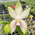 Phalaenopsis bellina Fire Type Select #1
