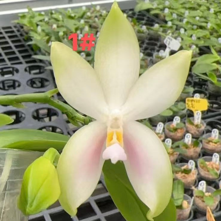 Phalaenopsis bellina Fire Type Select #1