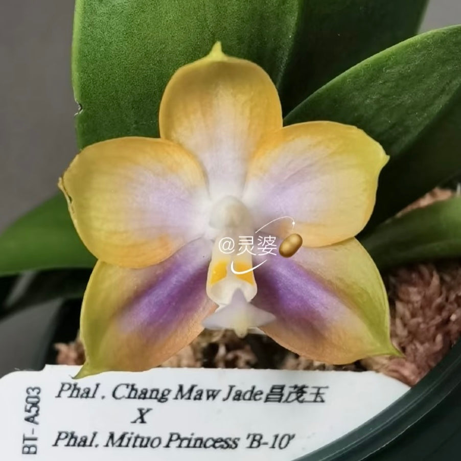 Phalaenopsis (Chang Maw Jade x Mituo Princess ‘B-10’) BTA503