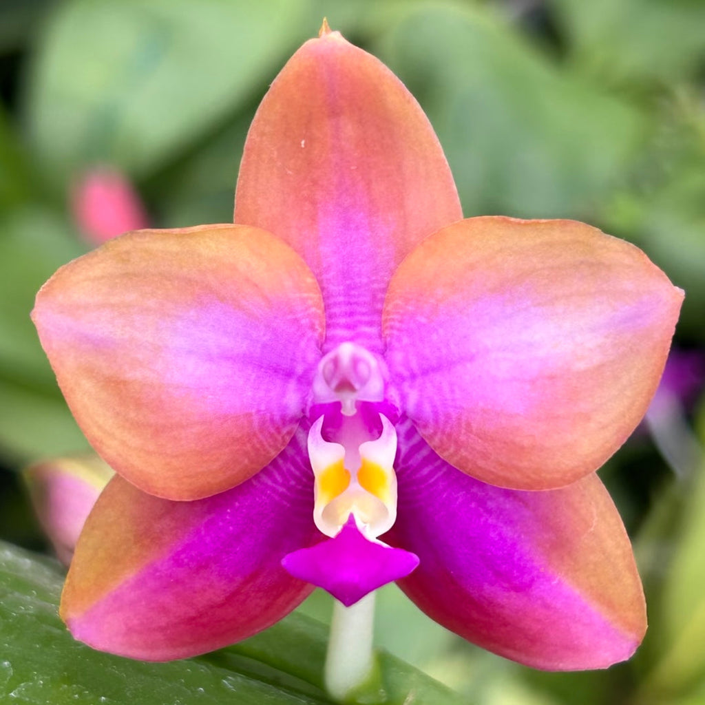 Phalaenopsis (Yaphon Batman 'BK's Best' x Dragon Tree Eagle 'T168')