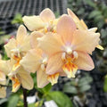 Phalaenopsis I-Hsin Maple Valley