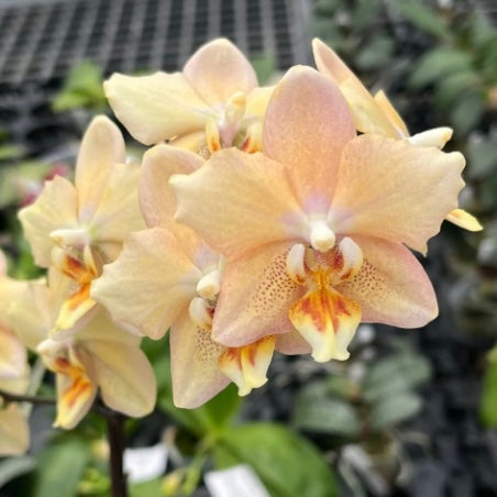 Phalaenopsis I-Hsin Maple Valley