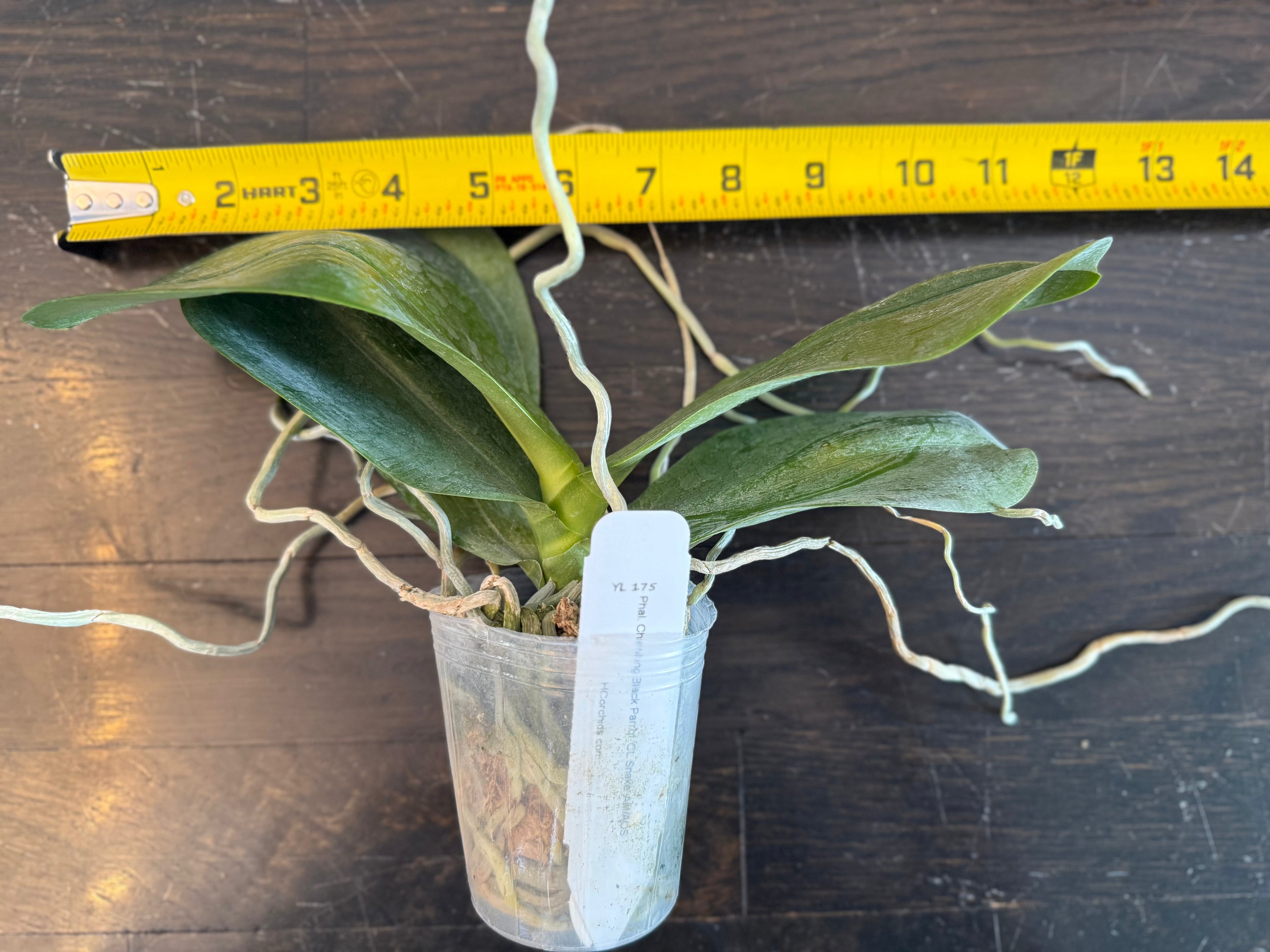 Phalaenopsis Chienlung Black Parrot ‘CL Snake’ AM/AOS YL175