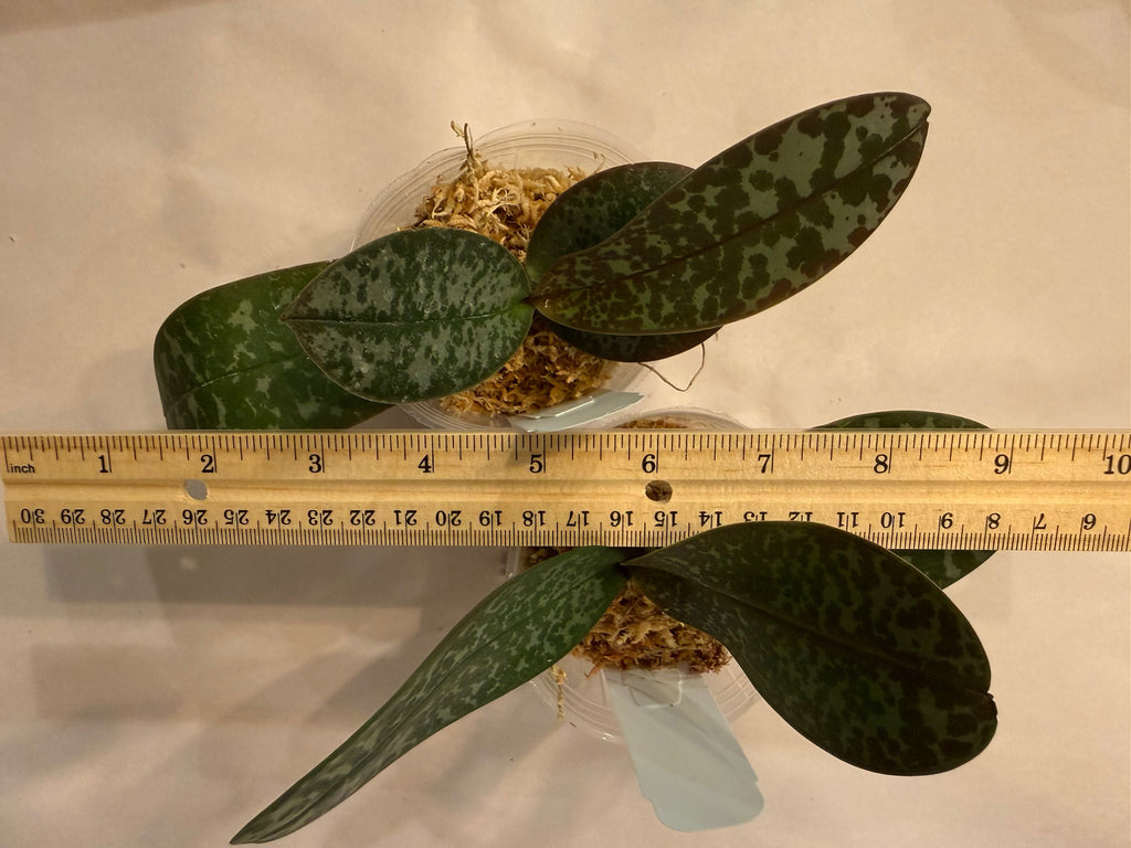 Phalaenopsis (schilleriana х stuartiana)
