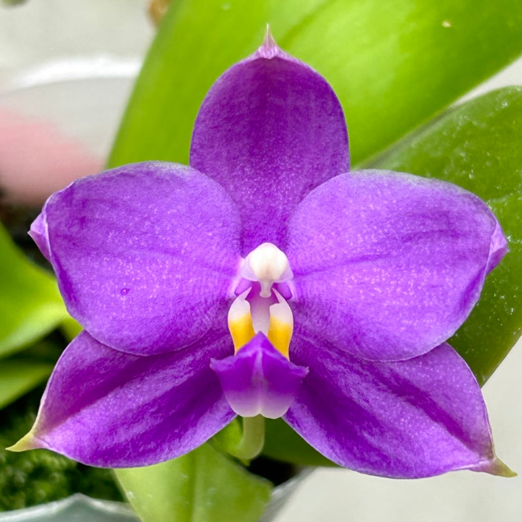 Bangkok Orchid Seedling: Phalaenopsis Hybrid from Bangkok Orchids