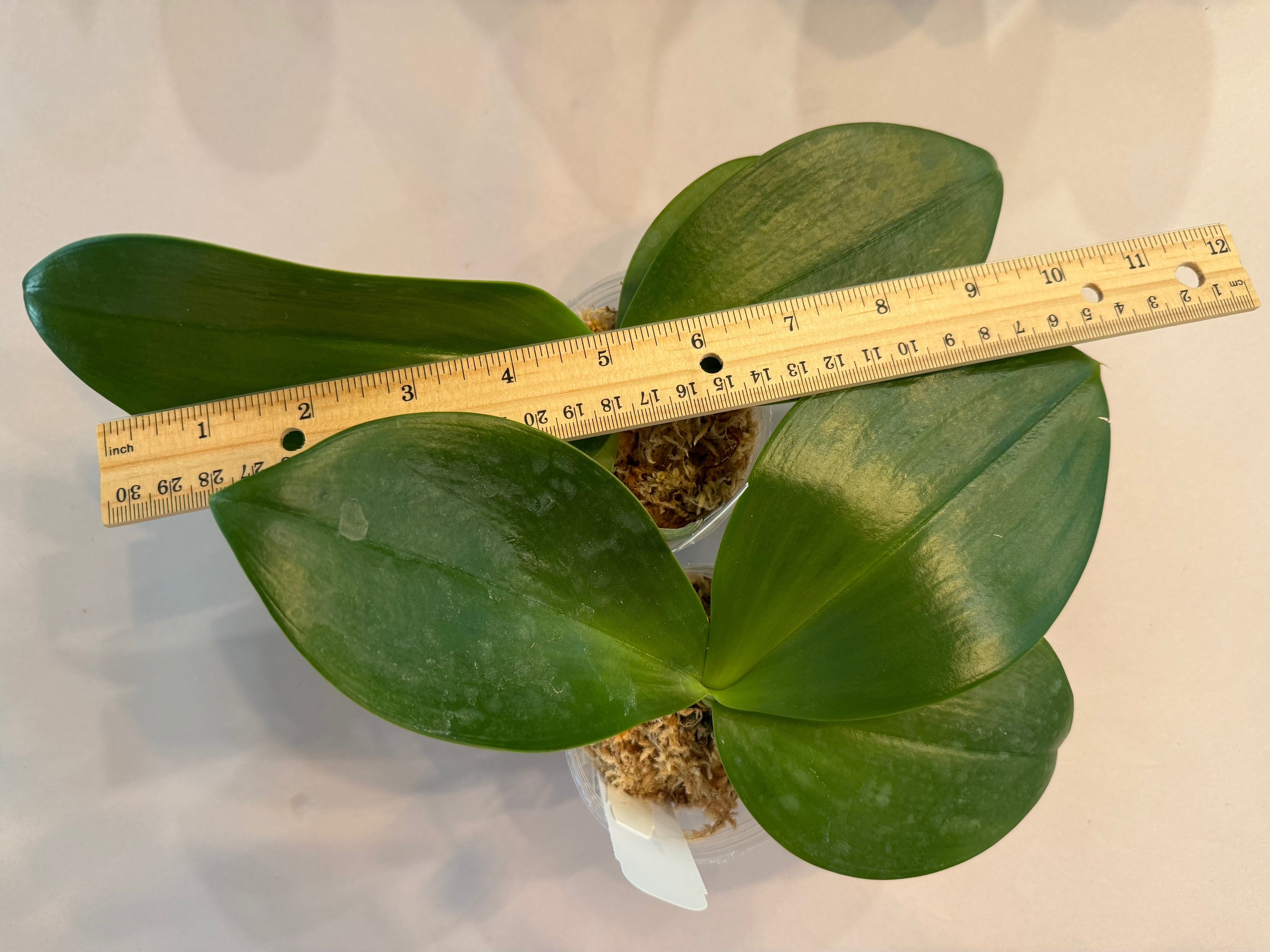 Phalaenopsis Mainshow Sunshine ‘Green’