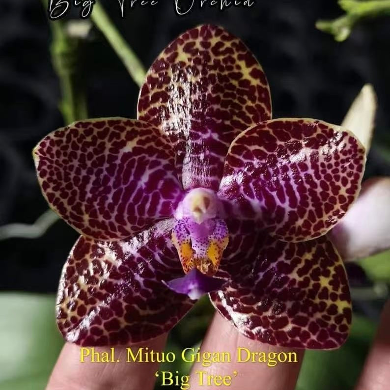 Phalaenopsis Mituo Gigan Dragon ‘Big Tree’