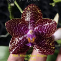 Phalaenopsis Mituo Gigan Dragon ‘Big Tree’