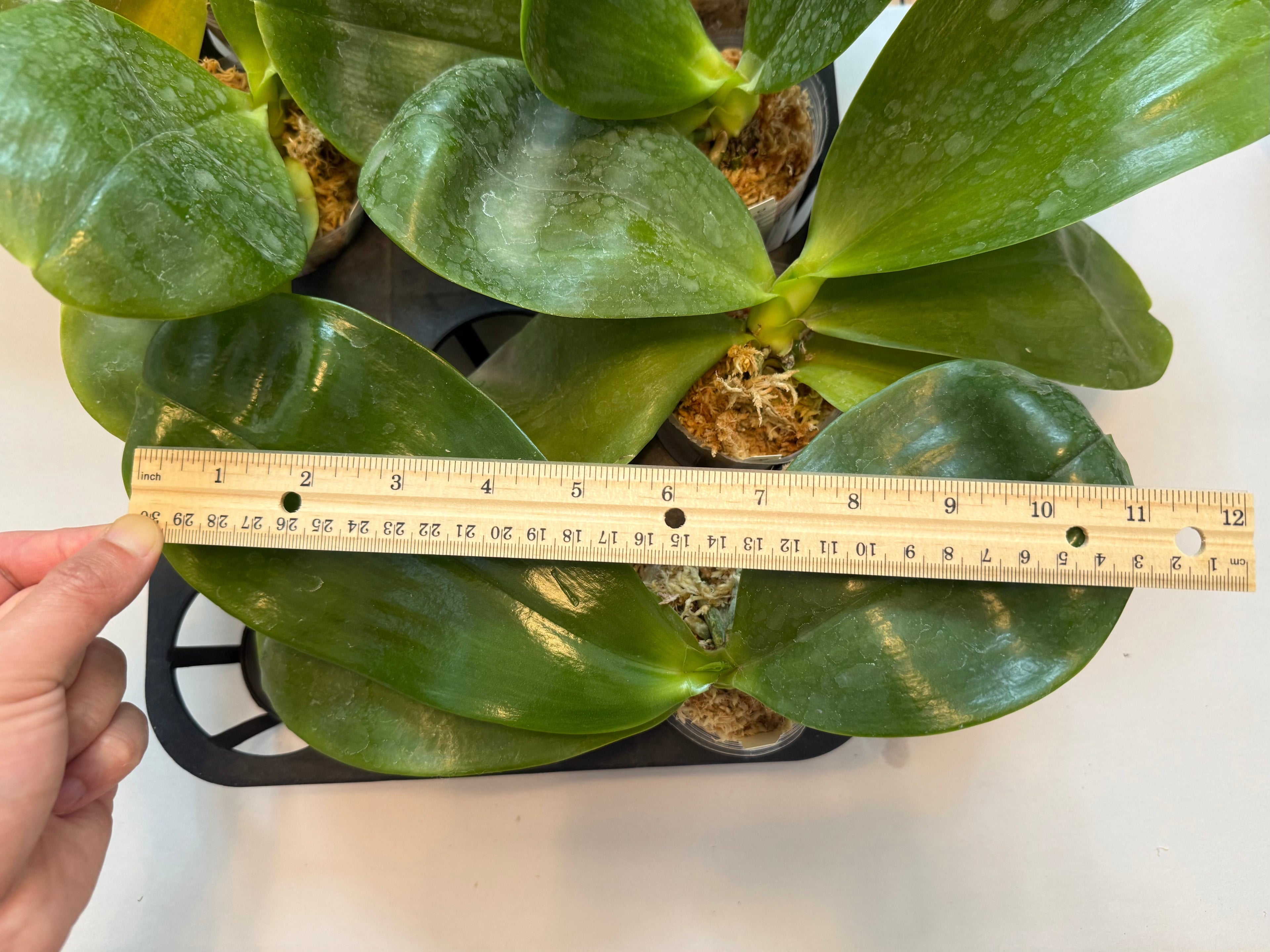 Phalaenopsis Yaphon Love Song