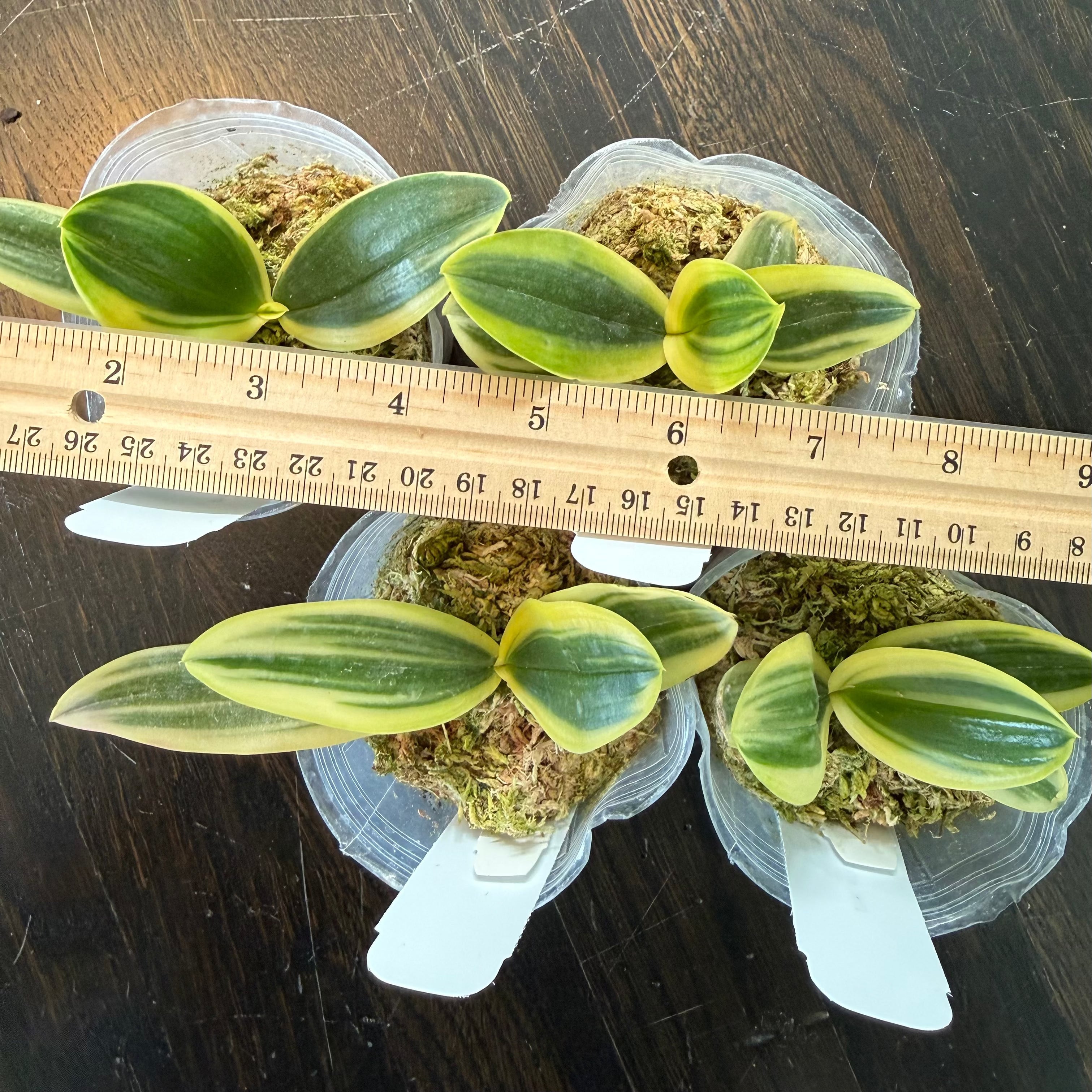 Phalaenopsis amabilis variegated x sib