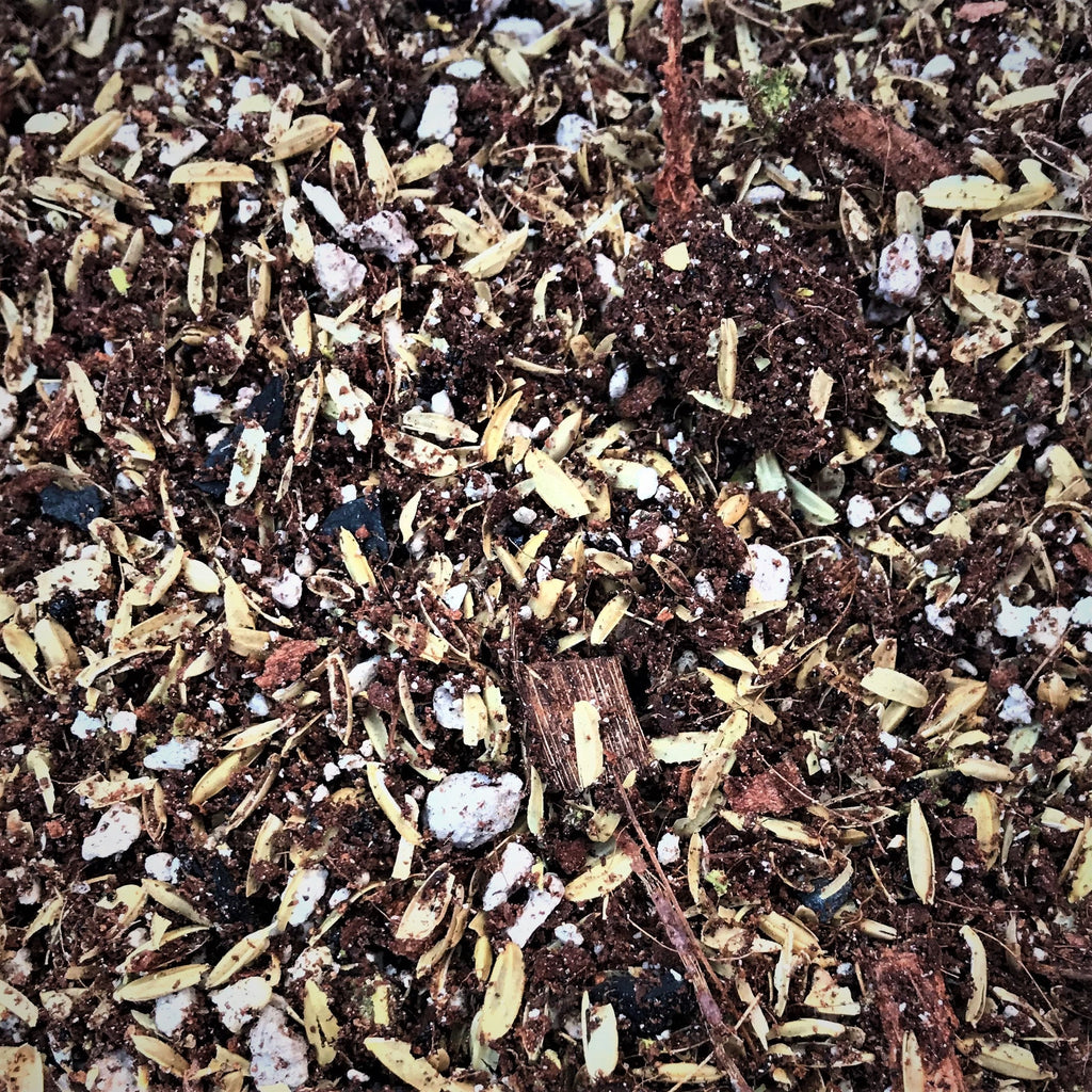 Grassland