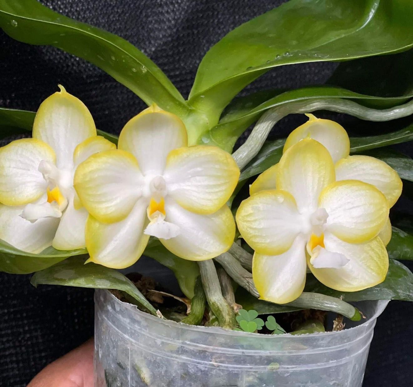 Phalaenopsis Yaphon Gelacea ‘Green’