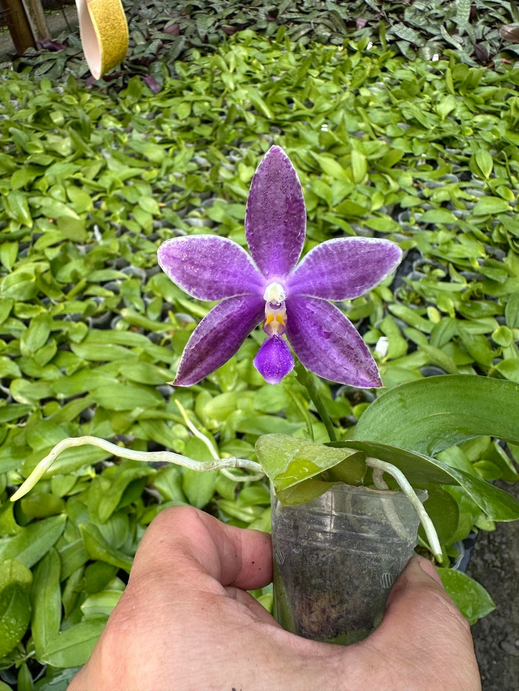 Phalaenopsis (Vinh Long Red Sun "Sapphire" x Yaphon Blue Jewel "Blue Jade")