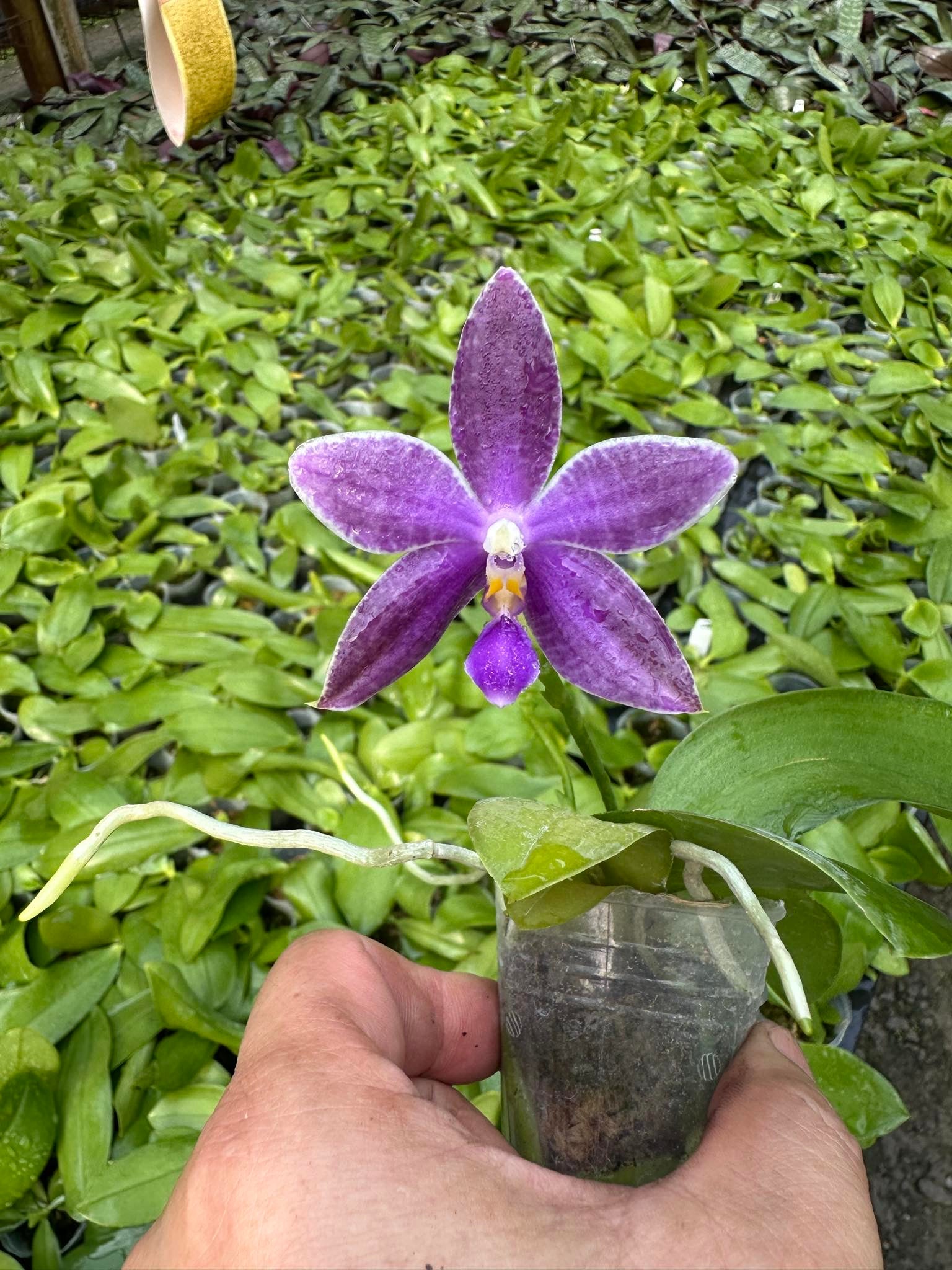 Phalaenopsis (Vinh Long Red Sun "Sapphire" x Yaphon Blue Jewel "Blue Jade")
