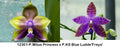 Phalaenopsis (Mituo Princess x KS Blue Ludde 'Freya')