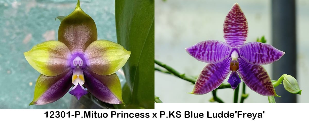 Phalaenopsis (Mituo Princess x KS Blue Ludde 'Freya')