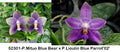 Phalaenopsis (Mituo Blue Bear x Lioulin Blue Parrot '02')