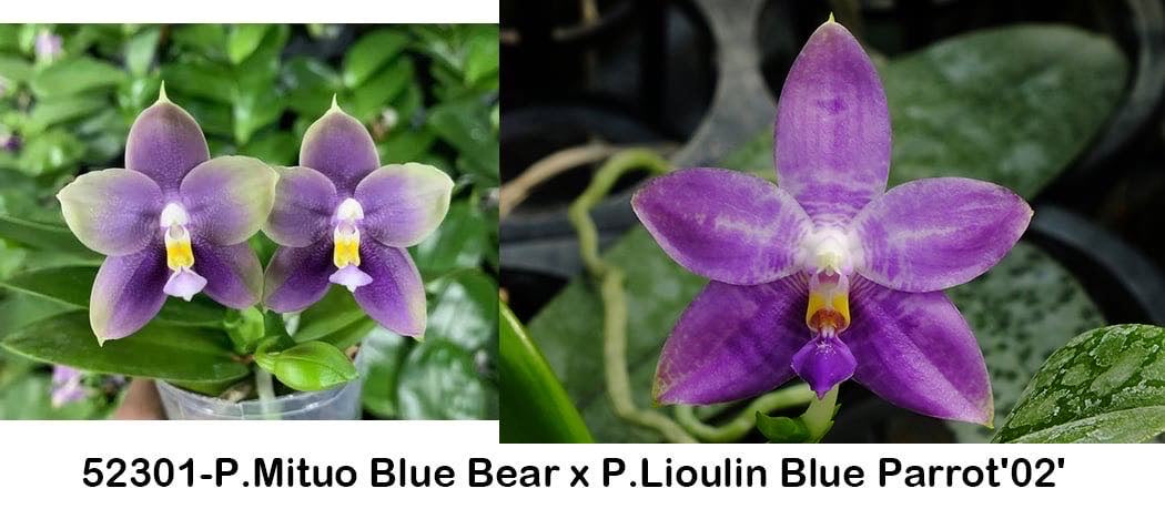 Phalaenopsis (Mituo Blue Bear x Lioulin Blue Parrot '02')