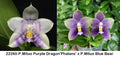 Phalaenopsis (Mituo Purple Dragon 'Phalanx' x Mituo Blue Bear)