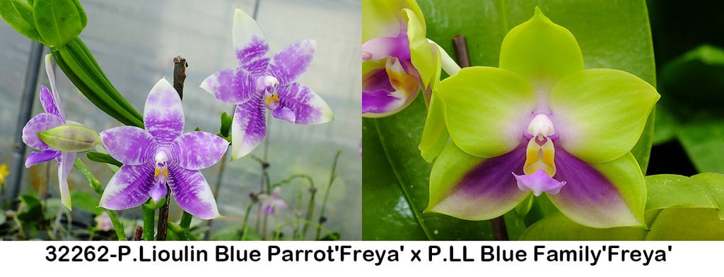 Phalaenopsis (Lioulin Blue Parrot 'Freya' x LL Blue Family 'Freya')