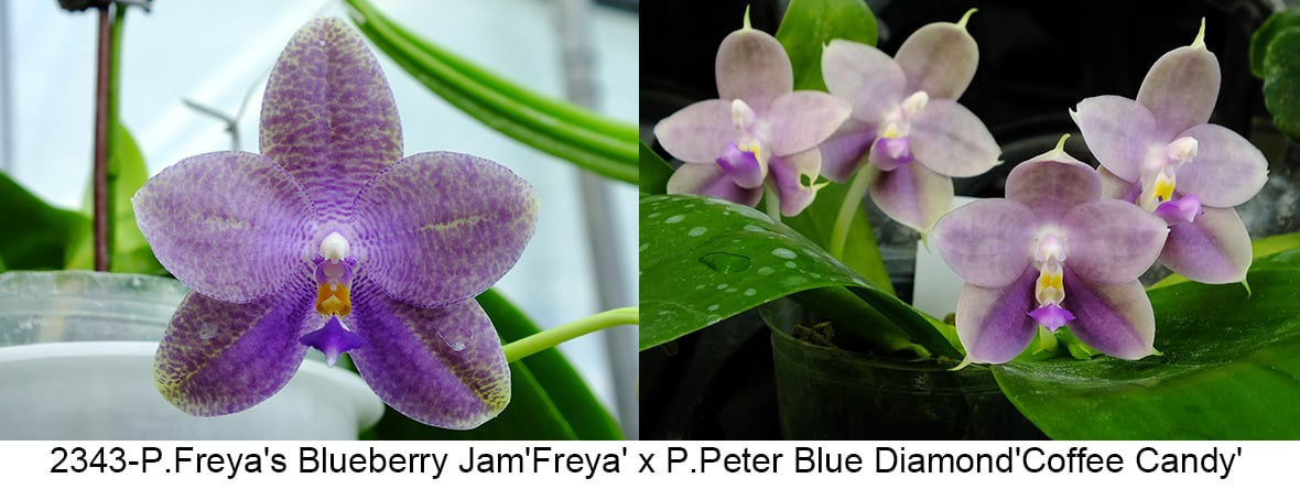 Phalaenopsis (Freya’s BlueBerry Jam x Peter Blue Diamond)