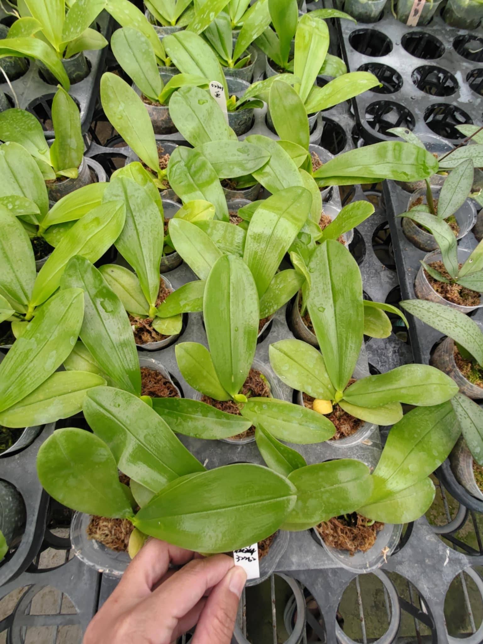Phalaenopsis (Lioulin Blue Parrot 'Freya' x LL Blue Family 'Freya')