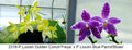 Phalaenopsis (Luicen Golden Conch 'Freya' x Lioulin Blue Parrot 'Blues')