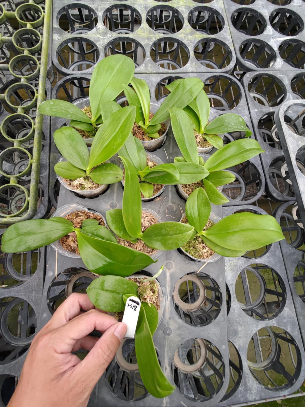 Phalaenopsis (Luicen Golden Conch 'Freya' x Lioulin Blue Parrot 'Blues')