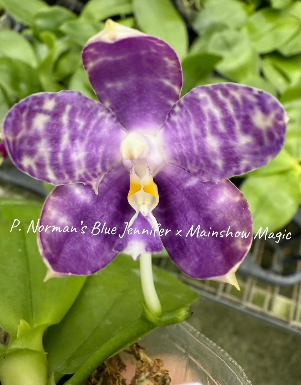 Phalaenopsis (Norman's Blue Jennifer x Mainshow Magic)