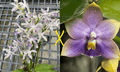 Phalaenopsis ((Pulchra x Jennifer Palermo) x  Penang Jewel)