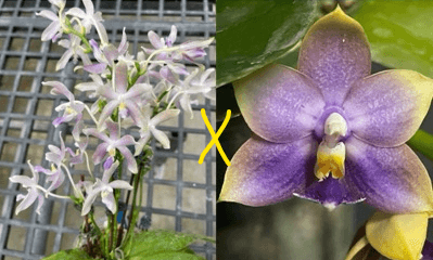 Phalaenopsis ((Pulchra x Jennifer Palermo) x  Penang Jewel)