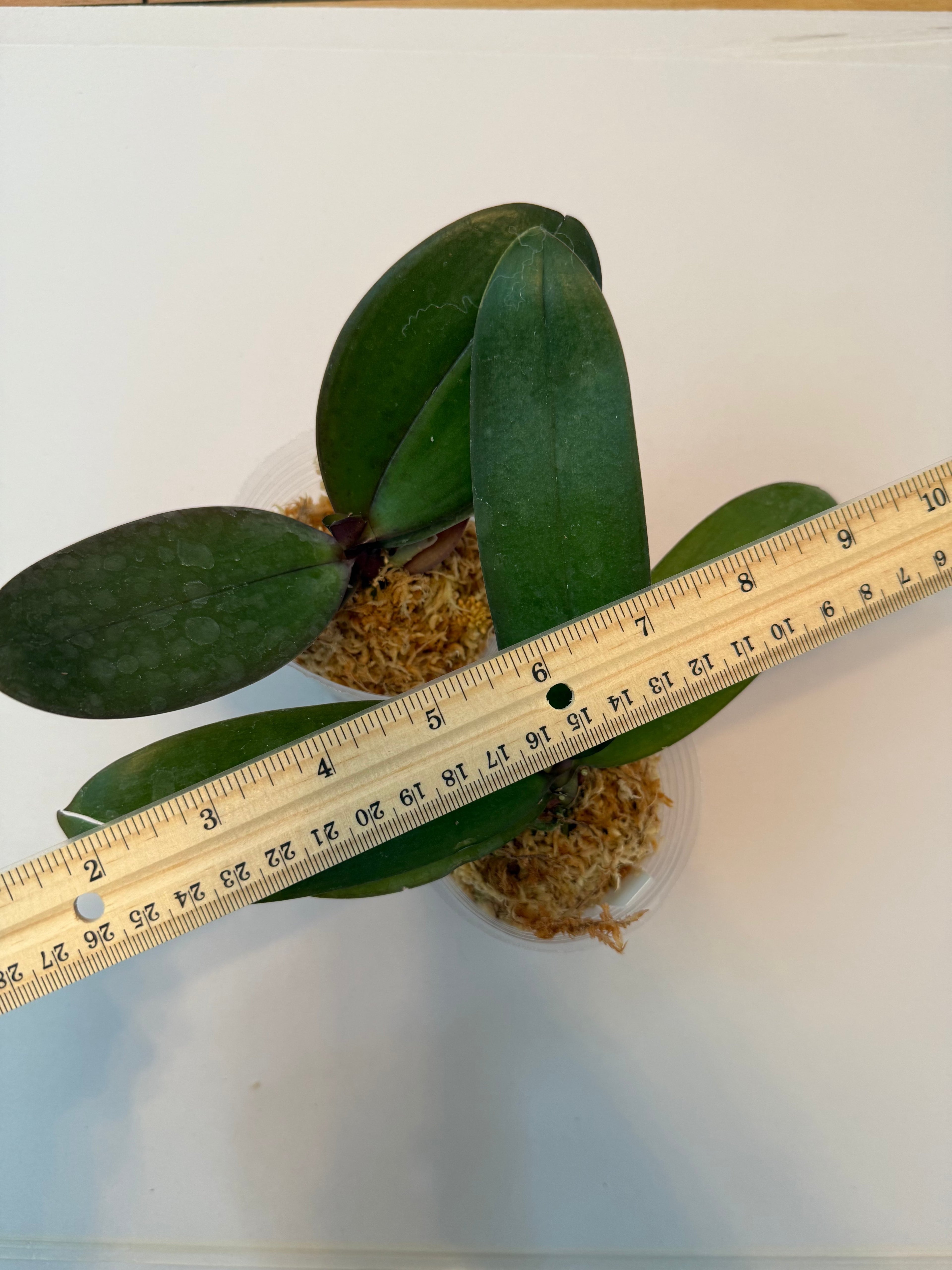 Phalaenopsis Delicata
